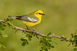 Image. Blue-winged Warbler