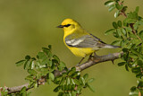 Image. Blue-winged Warbler