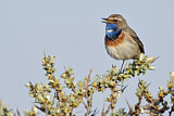 Image. Bluethroat