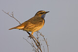 Image. Bluethroat