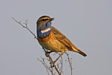 Image. Bluethroat