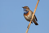 Image. Bluethroat