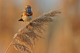 Image. Bluethroat