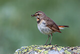 Image. Bluethroat
