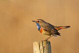 Image. Bluethroat