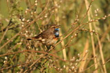 Image. Bluethroat