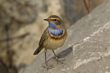 Image. Bluethroat