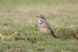 Image. Bluethroat