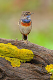 Image. Bluethroat