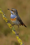 Image. Bluethroat