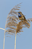 Image. Bluethroat