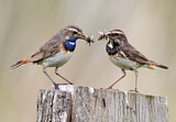 Image. Bluethroat