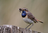 Image. Bluethroat