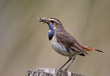 Image. Bluethroat