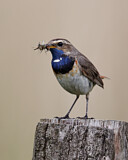 Image. Bluethroat