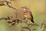 Image. Bluethroat