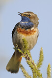 Image. Bluethroat