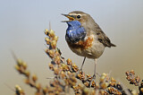 Image. Bluethroat