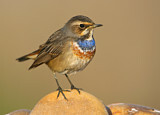 Image. Bluethroat