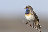 Image. Bluethroat