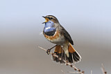 Image. Bluethroat