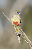 Image. Blutbauchsittich