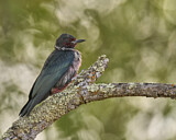 Image. Blutgesichtsspecht