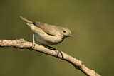 Image. Blyth's Reed Warbler