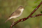 Image. Blyth's Reed Warbler