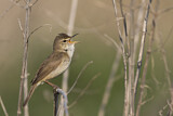 Image. Blyth's Reed Warbler
