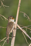 Image. Blyth's Reed Warbler