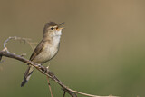 Image. Blyth's Reed Warbler