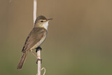 Image. Blyth's Reed Warbler