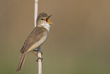 Image. Blyth's Reed Warbler
