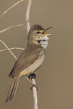 Image. Blyth's Reed Warbler