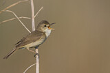 Image. Blyth's Reed Warbler