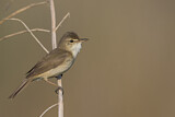 Image. Blyth's Reed Warbler