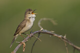 Image. Blyth's Reed Warbler