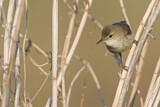 Image. Blyth's Reed Warbler