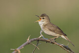 Image. Blyth's Reed Warbler