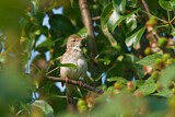 Image. Blyth's Reed Warbler