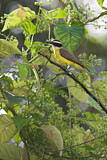 Image. Boat-billed Flycatcher