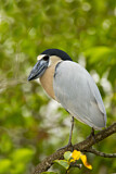 Image. Boat-billed Heron