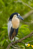 Image. Boat-billed Heron
