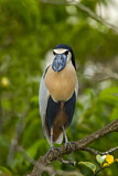 Image. Boat-billed Heron