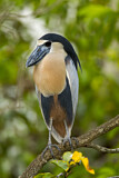 Image. Boat-billed Heron