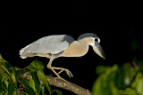 Image. Boat-billed Heron