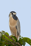 Image. Boat-billed Heron