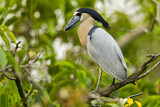 Image. Boat-billed Heron