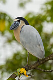 Image. Boat-billed Heron